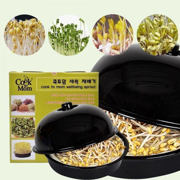 새싹 콩나물 재배기 무순 숙주나물 기르기 가정용 학습용