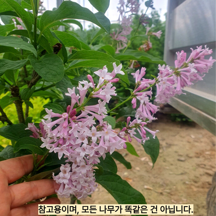 [오늘출발] 미스김라일락 포트묘 라일락나무 묘목 라일락 개화주 보라 퍼플꽃 수수꽃다리 노지월동 (같이가치농원)