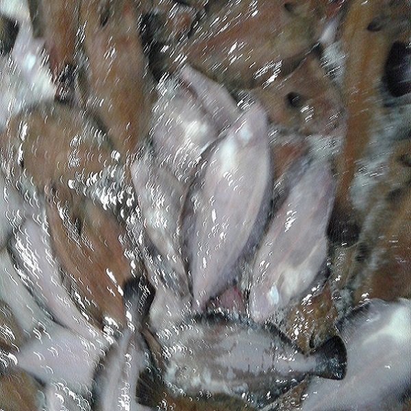 [오늘출발] 국내산 가자미 식해전용 물가자미5k 식해 세꼬시 급냉