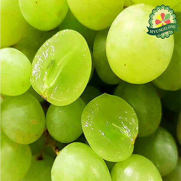 명일원 포도 못난이 알알이 씨없는 스윗글로브 애플 청포도 4kg