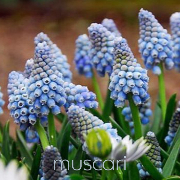 [오늘출발] 무스카리( Muscari) 구근 입고 오션매직(5구)