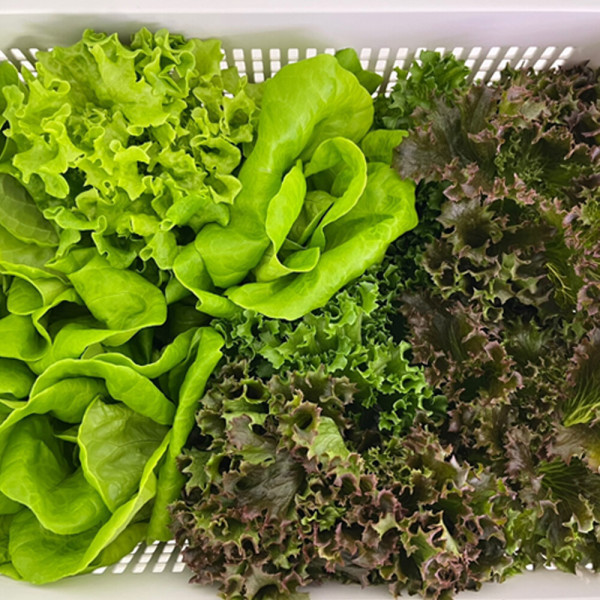 (신선집중) 당일수확 모듬 쌈채소 친환경 GAP인증 유러피안 모듬 샐러드 채소  /1kg