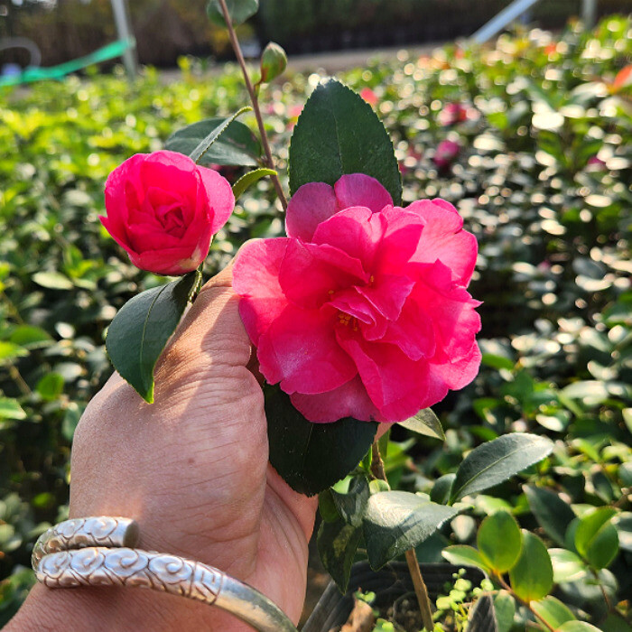 [오늘출발] 애기동백나무 포트묘 개화주 묘목 겨울꽃 상록수 관엽식물 정원수 조경수 동백 꽃나무 (목하원예조경)