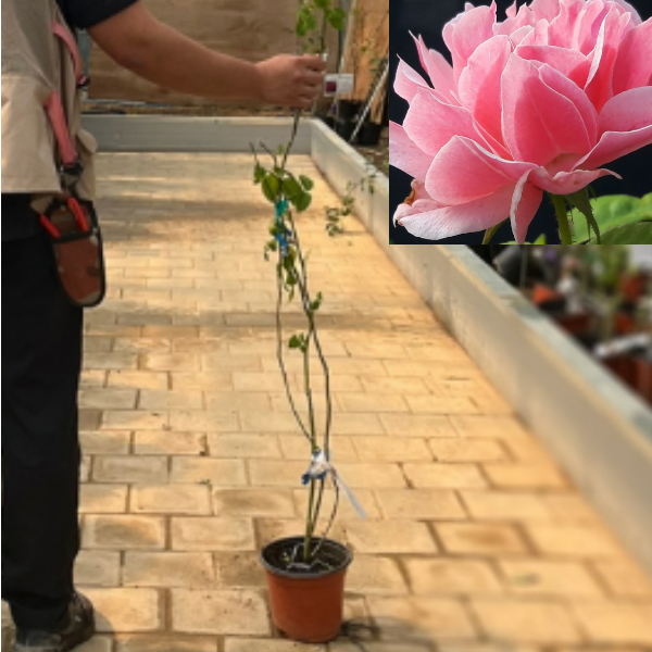 로얄바카라 사계덩굴장미묘목(화분)1그루 d416