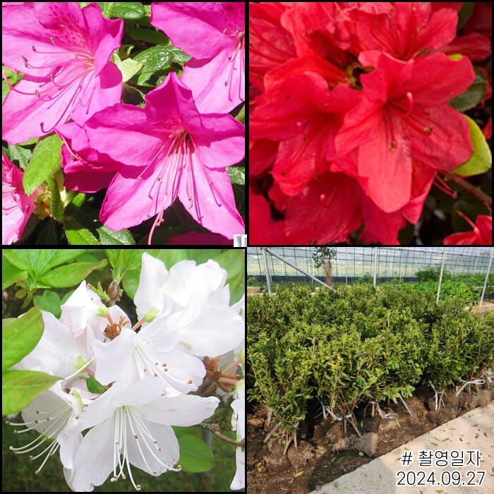 [오늘출발] 영산홍 자산홍 백철쭉 철쭉나무 묘목 3종세트 총15주 봄꽃 노지월동 가능 (같이가치농원)
