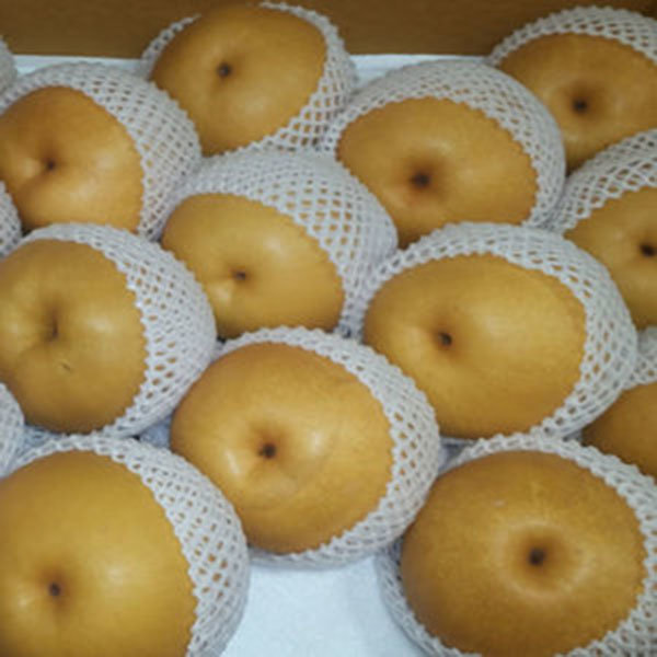 전라도 가정용 배15kg(36~40과)소과 가정용/업소용/