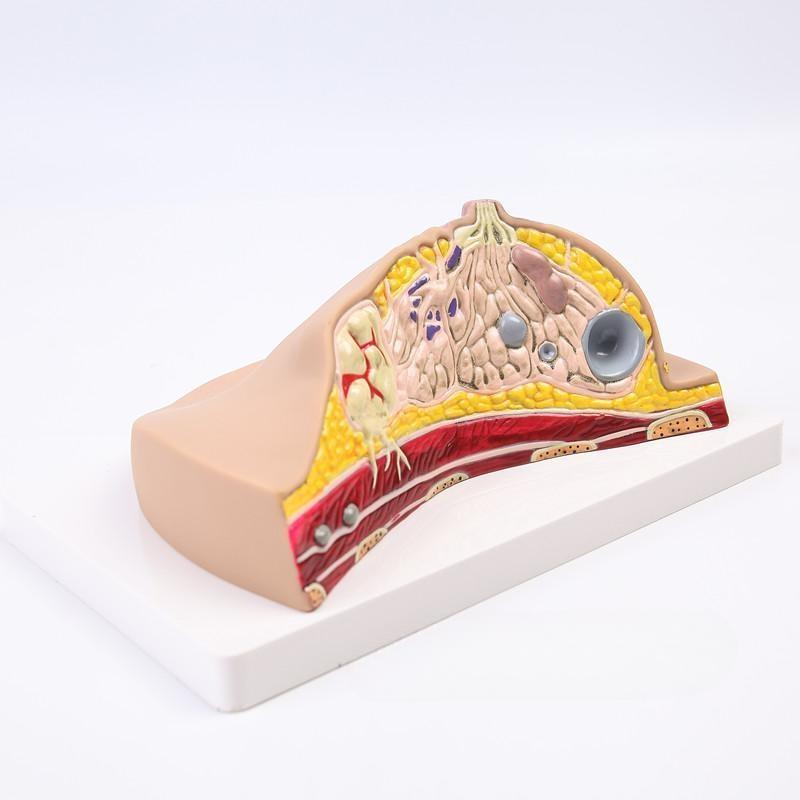 여성 1대1 유방 인체 해부학 모형 병원 학교 교육용 시연 모델