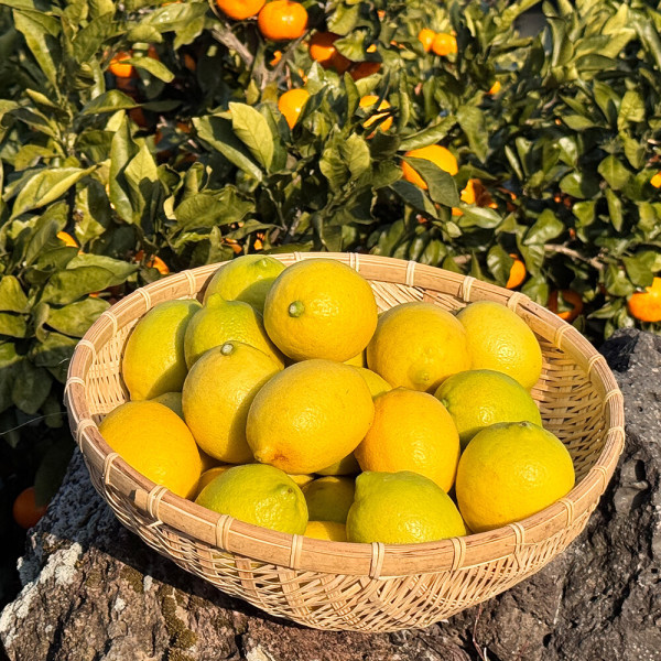 [오늘출발] 제주 레몬 국산 그린레몬 중소과 3kg 당일수확 싱싱한 생레몬