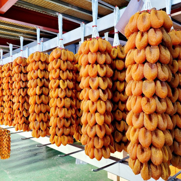 |2만원상품권| 함양 고종시곶감 축제_일두고택+남계서원 국내당일여행