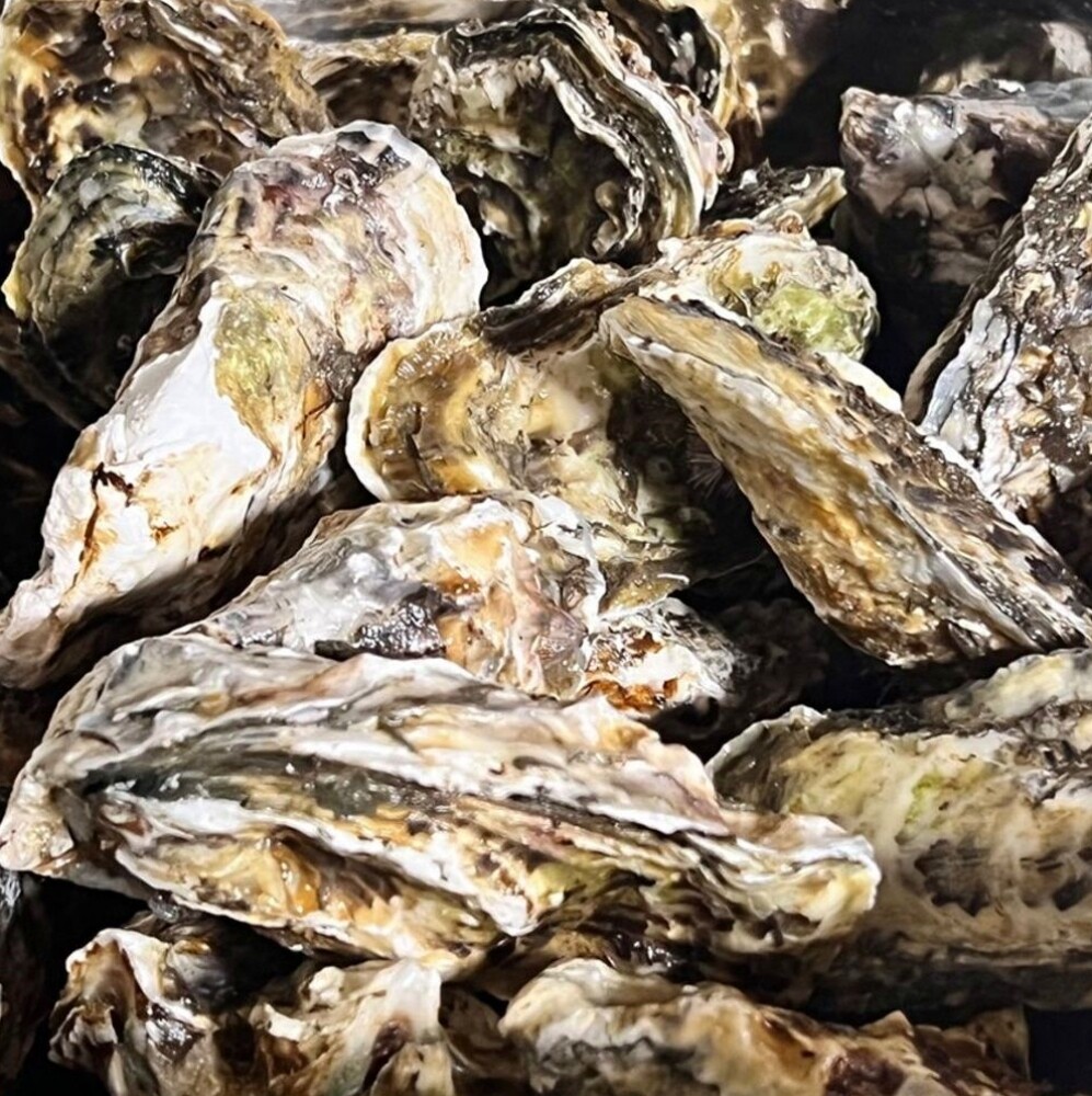 굴 생굴 석화 통영 5kg 통영굴 각굴