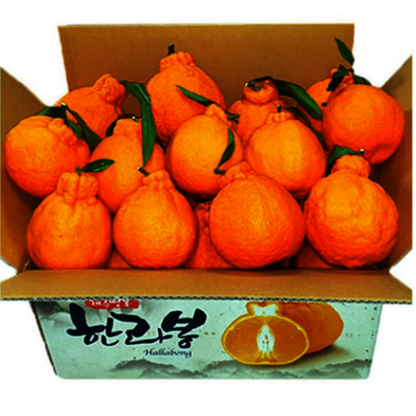 [오늘출발] 고당도 노지 한라봉 10KG 혼합과 / 맛없으면 환불보장 / 농가직송 과즙팡팡