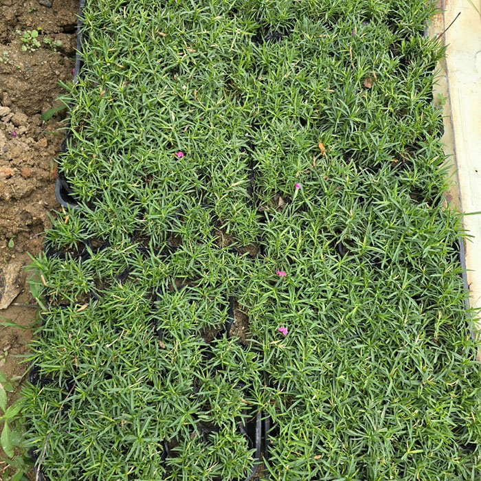 [오늘출발]착한가격 나무생각 / 꽃잔디 / 홍설 / 포트 / 30주