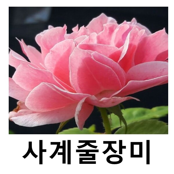 장미나무 묘목 사계유럽줄장미 로얄바카라 개화주