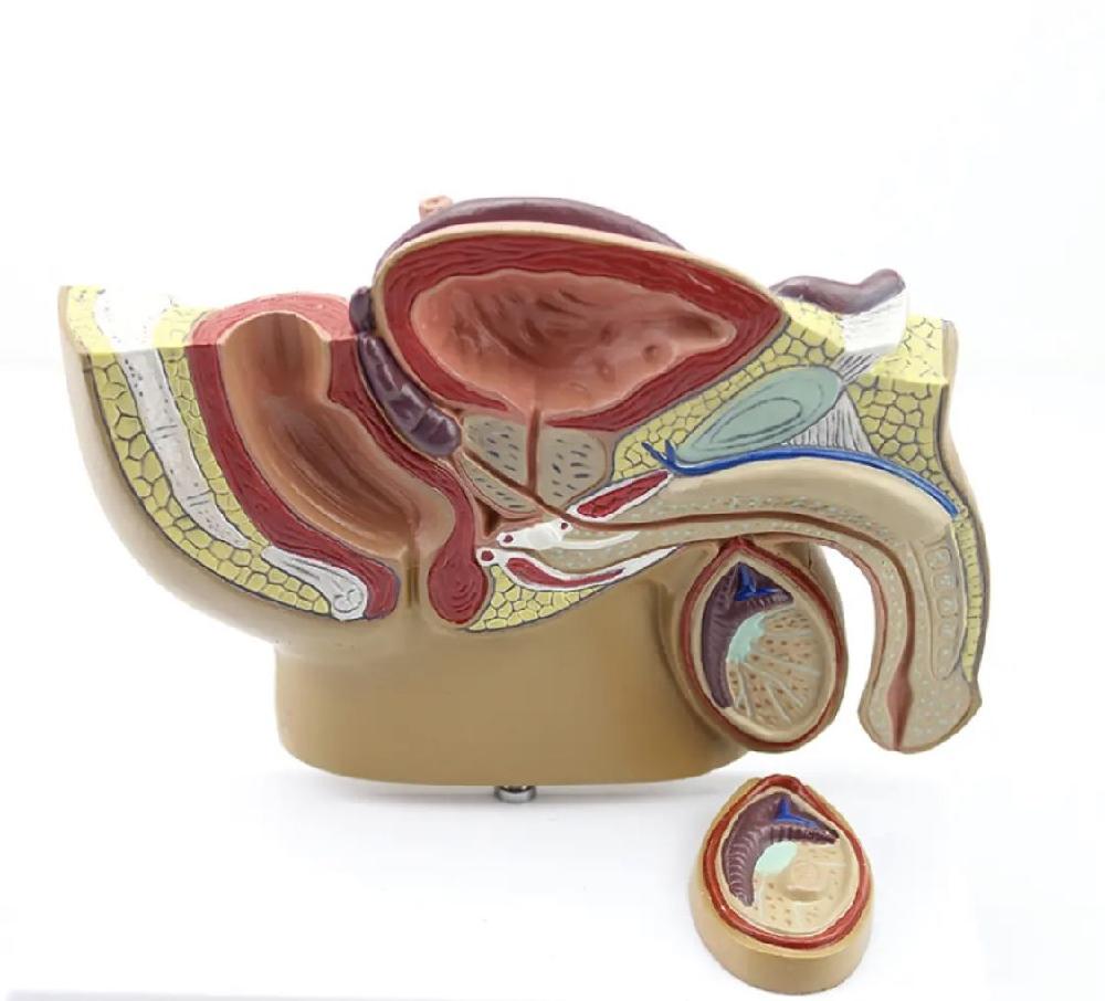 전립선 모형 해부학 비뇨기과 학습용 병원 인체 의료 교구