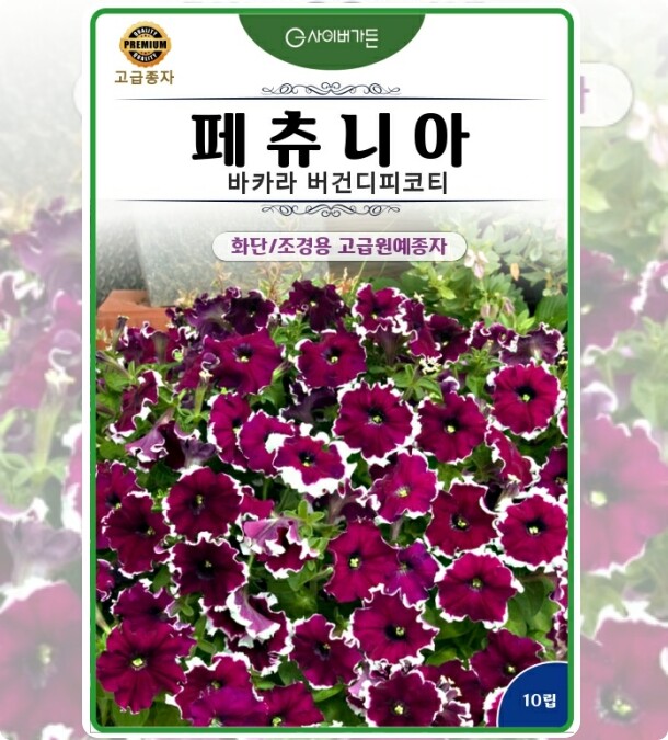 [오늘출발] 페츄니아 바카라 버건디피코티 10립 오래 피는 꽃모음 씨앗 CG004041