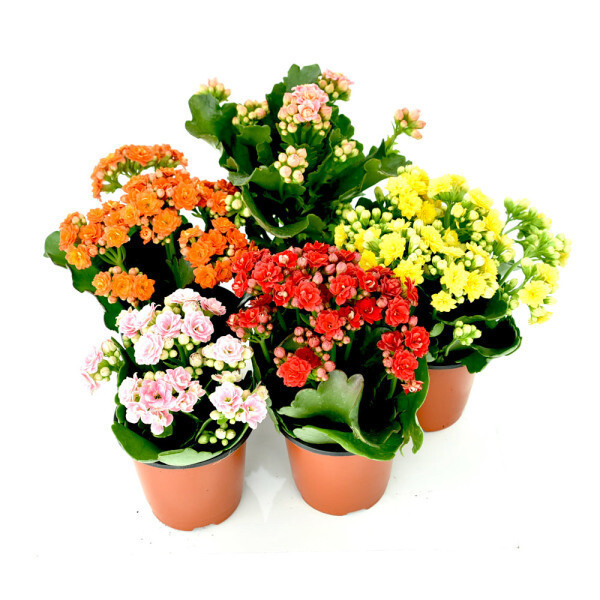 [오늘출발] 농장직영 카랑코에 칼란디바 홑꽃 겹꽃 5개묶음 생화 모종식물