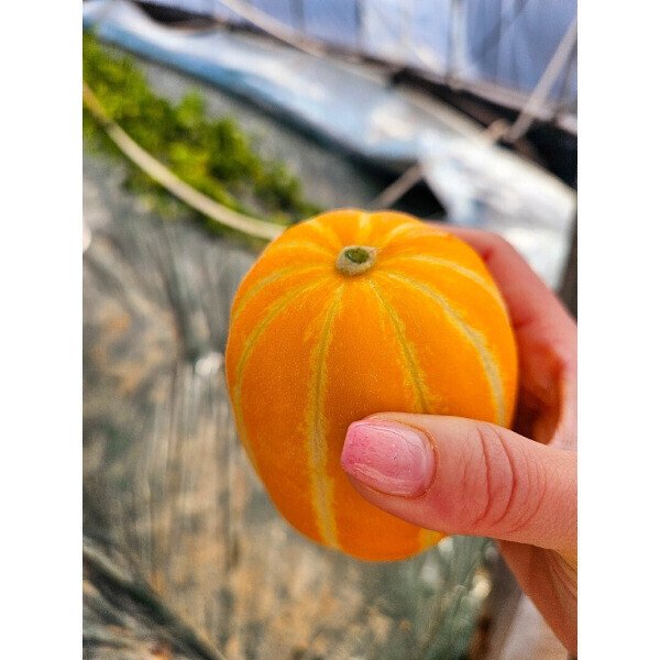 달코미성주참외/못난이/ 박스포함10KG이상