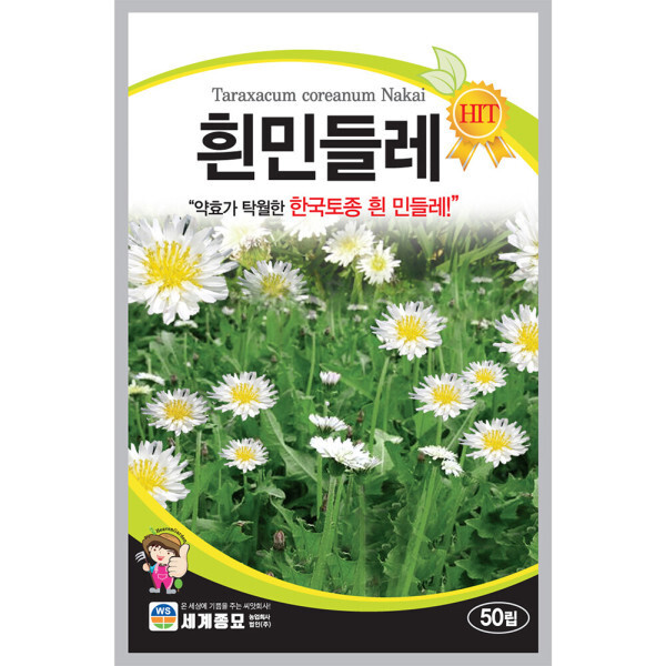 약효가 탁월한 한국토종 흰민들레 꽃씨 50립