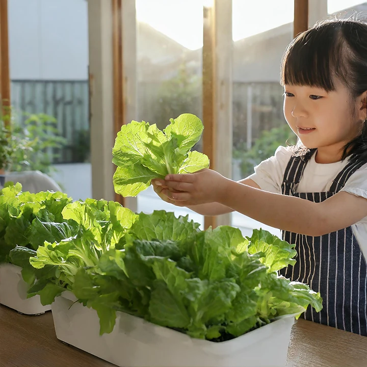 상추 키우기 모종 화분 키트 세트 베란다텃밭 쌈채소 실내텃밭 어린이 식물 텃밭 묘종 베란다 채소
