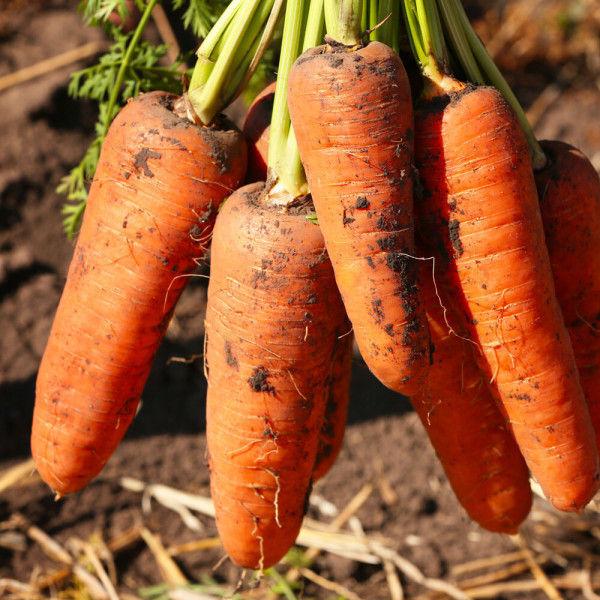 국내산 제주 구좌당근 햇 흙당근 상 10kg 업소용 대용량 쥬스용 요리용 아삭 달콤한 맛