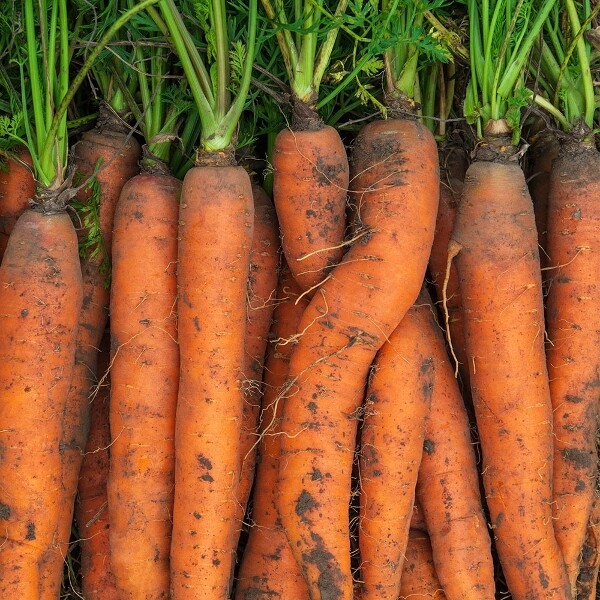 당월출하 국내산 경남 햇 흙당근 중 3kg