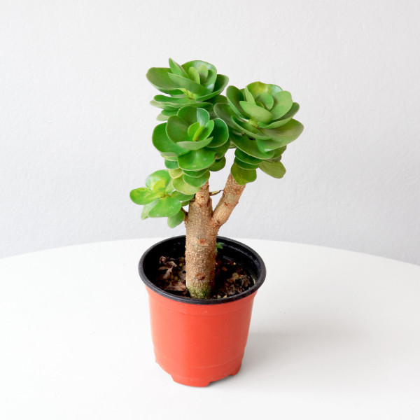 [플러그인피]마이플랜트 녹비단 행운나무 다육 소형 공기정화식물 (1+1 무료배송)