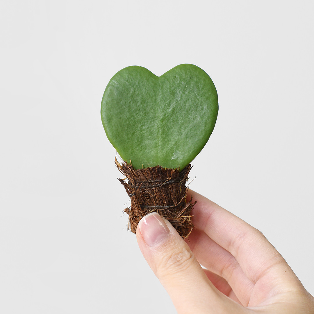 [플러그인피]마이플랜트 하트호야 다육이 (1+1 무료배송)