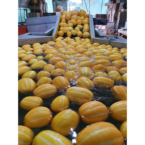 실속형 참외 5kg (저렴상품)가정용못난이 흠과(램덤)