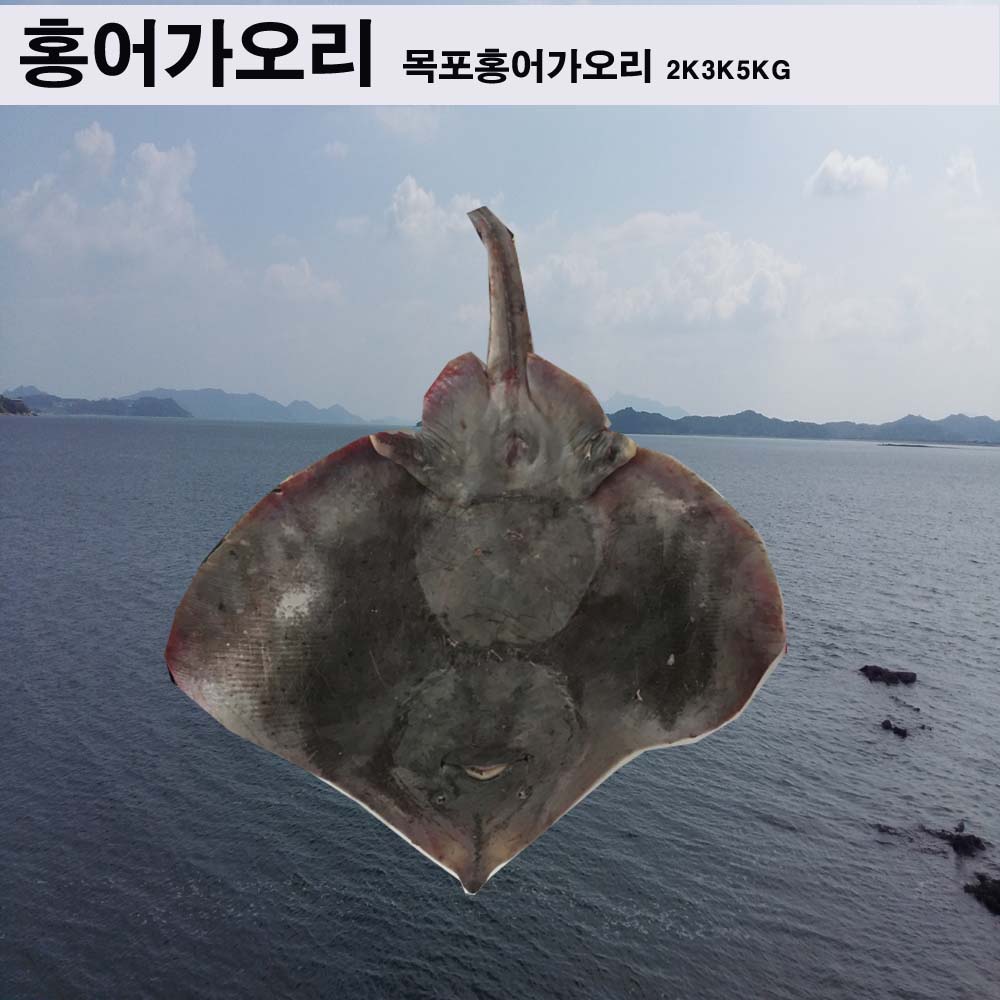 [오늘출발] (무료배송) 가오리 1 마리 2 kg내외 통채로보냄/가오리/생가오리/등택