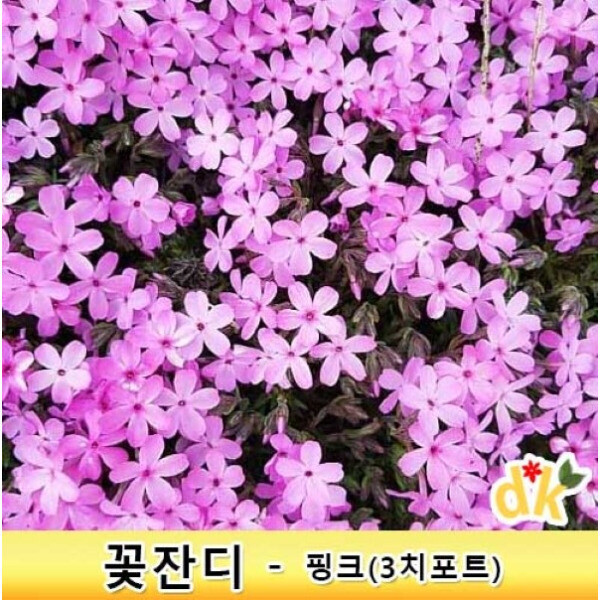 꽃잔디-핑크 홍설 화이트 3치포트 50개 월동가능 야생화 봄꽃