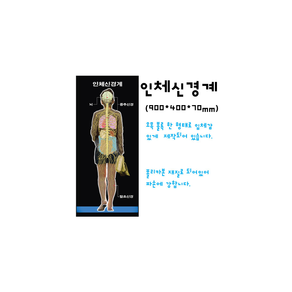 신경계모형 C형 (8차교육용 - 흑색판 - PC재질)