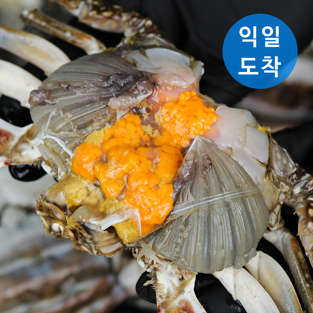 [얼라이드 커머스][오늘출발] 그대의밥상 당일조업 태안 신진도 빙장 활 알배기 암꽃게 1kg 3~5미