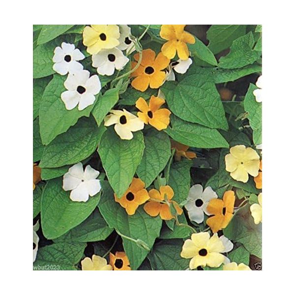 프리미엄 툰베리아 씨(Black Eyed Susan Vine) 오렌지 믹스노랗고 하얀 꽃 (씨앗 30개)