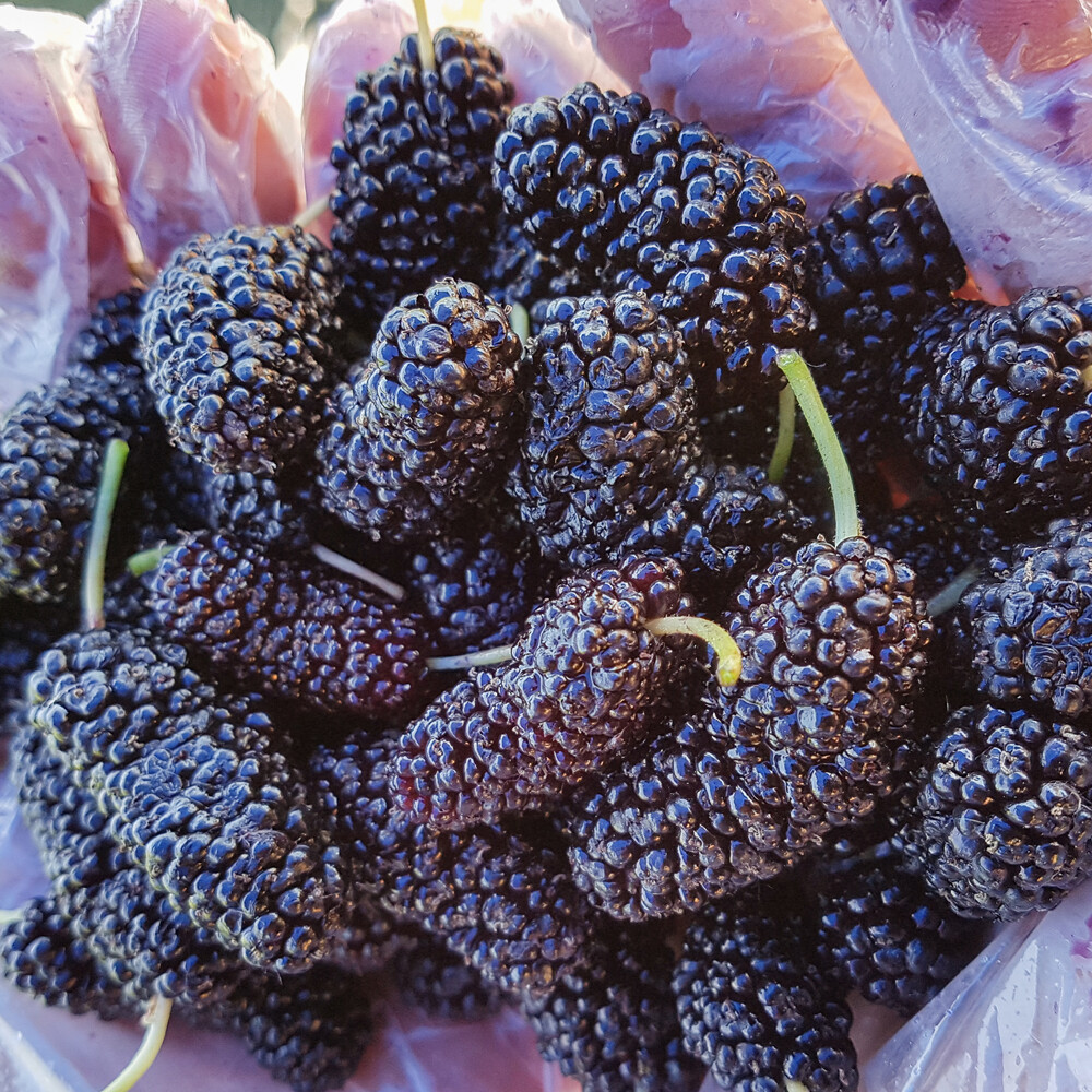 생오디 냉동 생과 고창 햇 오디  토종오디 상품 5kg