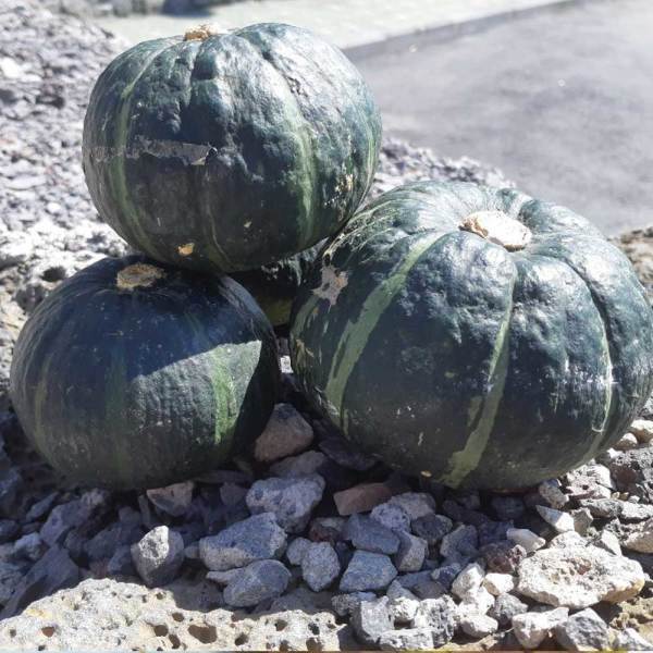 [오늘출발] 식품의품격 제주 미니 밤호박 단호박 로얄 300~700g-2.5kg(4~8과) 보우짱 밤맛 퍽퍽한 단호박에그슬럿 단호박요리