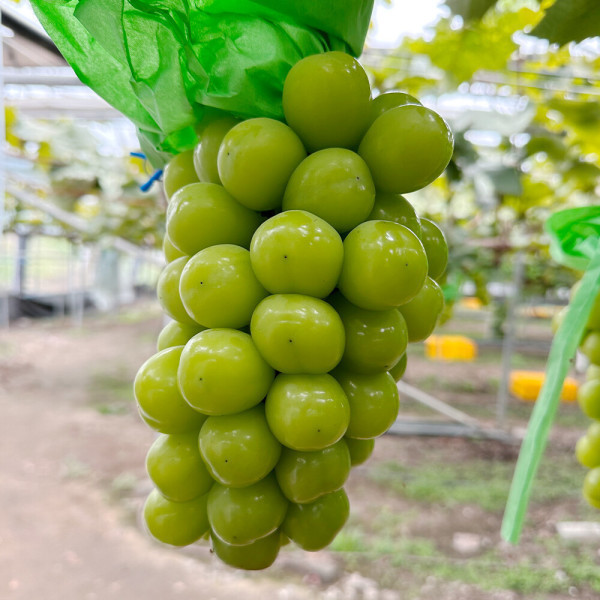 (신선집중) 16브릭스 당도보장 스윗킹 김천 샤인머스켓 특품 샤인머스켓 2kg/2-4수