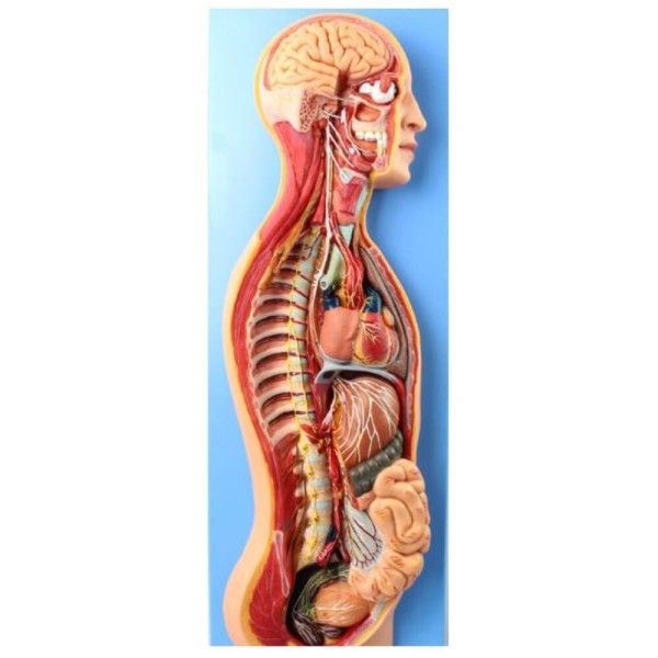 신경정신과 자율 신경계 해부학 모형 인체공부 과학관 한의원용 건강교육 학교기관