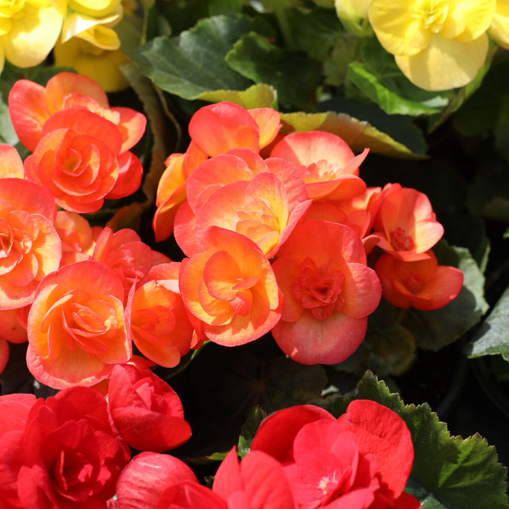 이삭 베고니아모종 1+1  아름다운꽃 관상용 반려식물