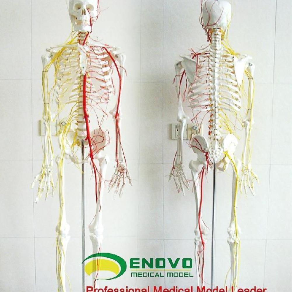 [오늘출발] 일대일 전심 해골 인체골격 혈관 신경계 모형 실험