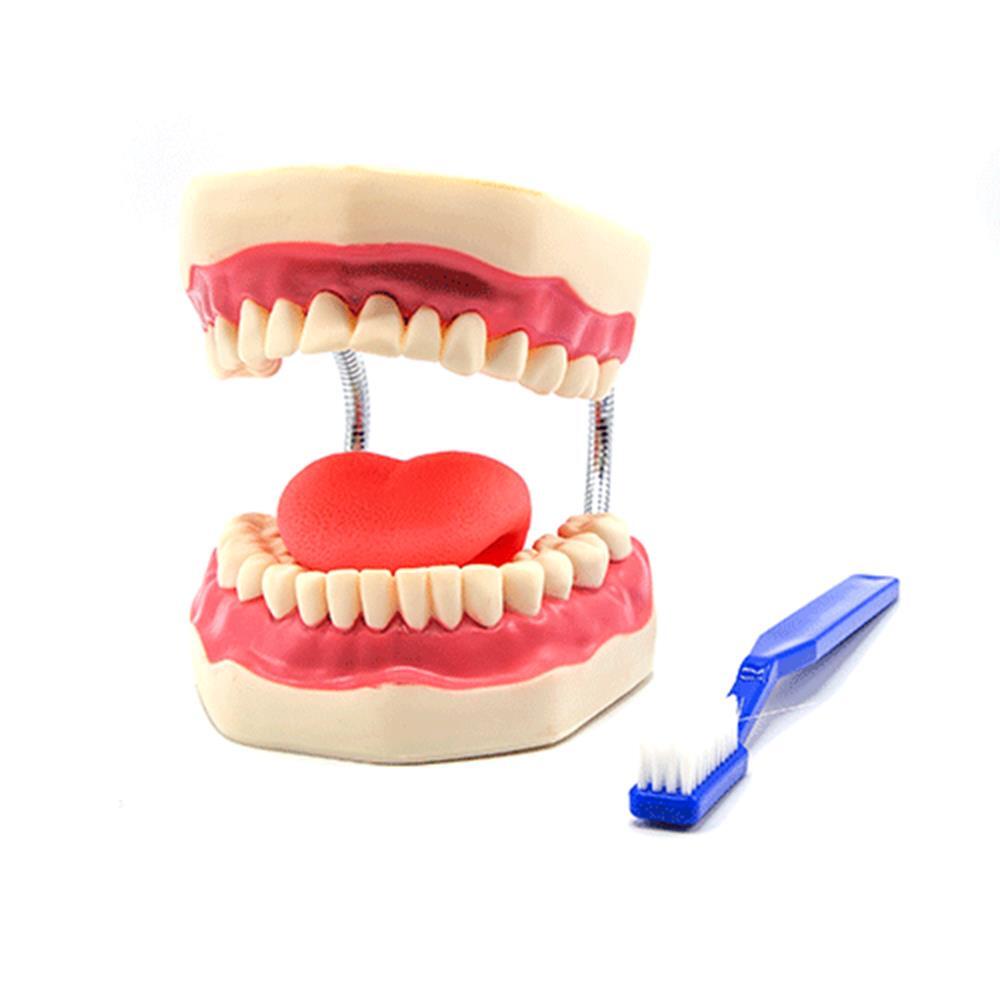 [오늘출발] 유치원 양치교육용 이빨모양 치아모형 대형 해부도