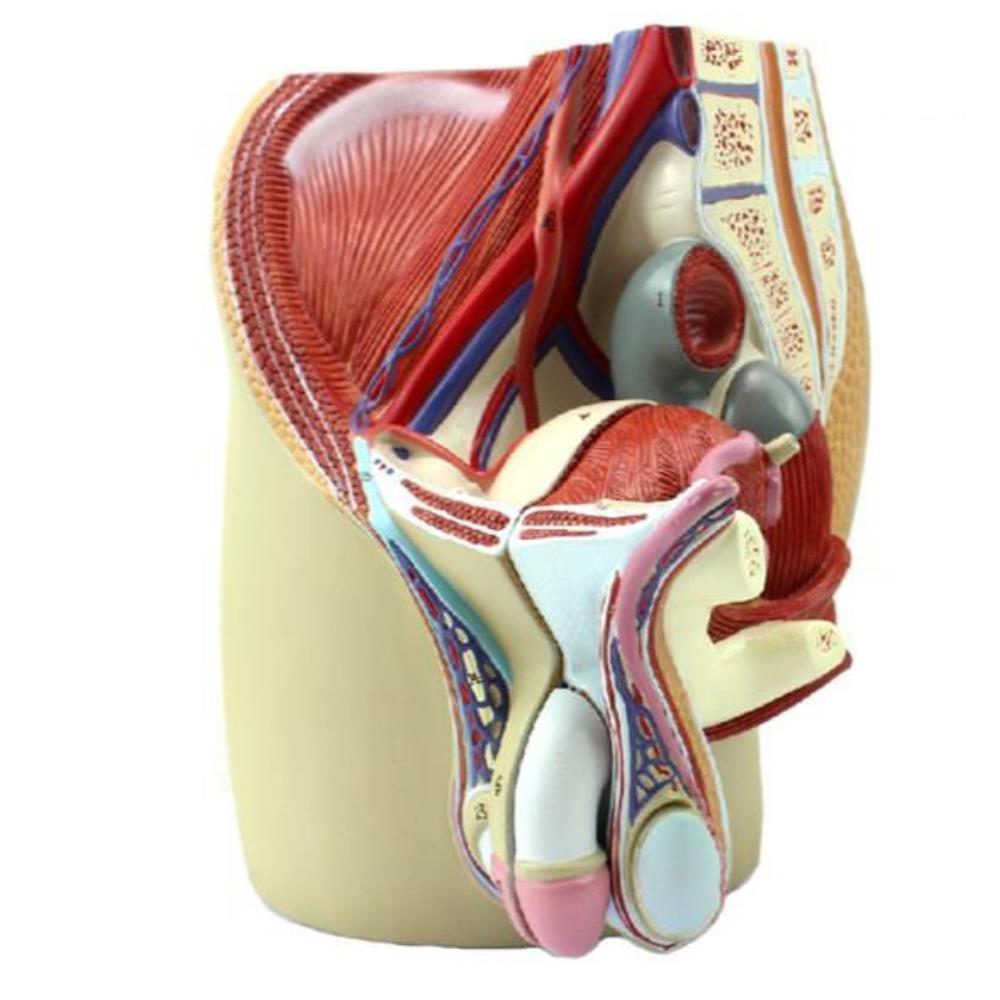 [오늘출발] 남성 생식기 인체 모형 요도모양 비뇨기과 해부도