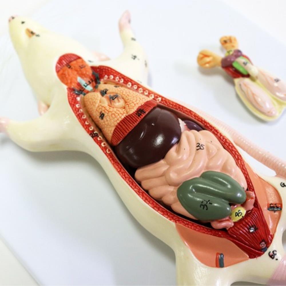 의과실 쥐 내부장기 관찰 해부모형 장기분리 인체장기구조 골격