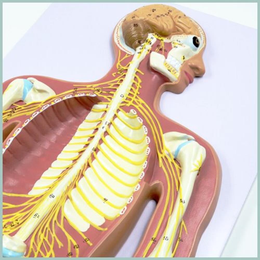 의과대학 중추신경 신경계모형 골격확인 관찰학습 과학실 실습
