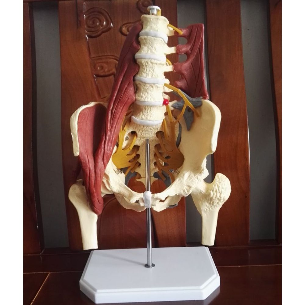 디스크모형 인체 추간판 실습 교구 한의원 허리