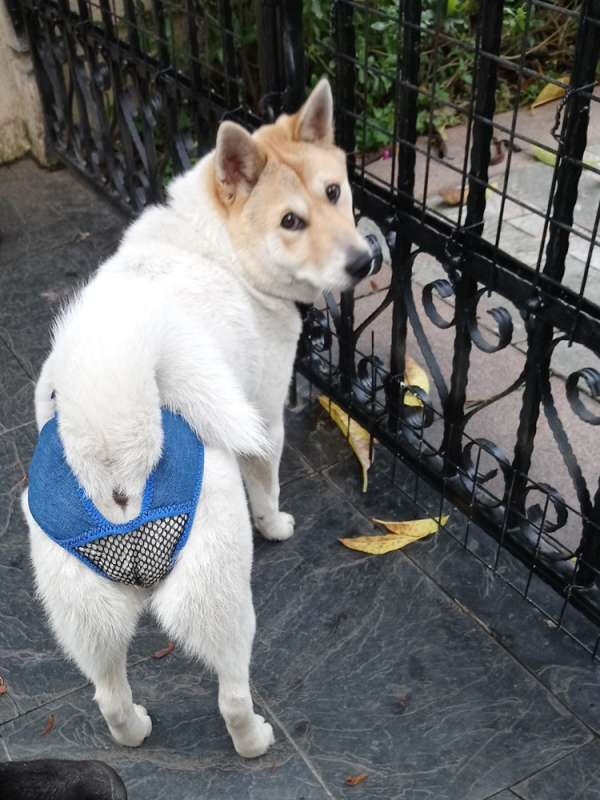 강아지옷 어미개 생리대 방범용 임신중절 옷 애완동물 사례 가짜 강아지 개 피임 월사바지