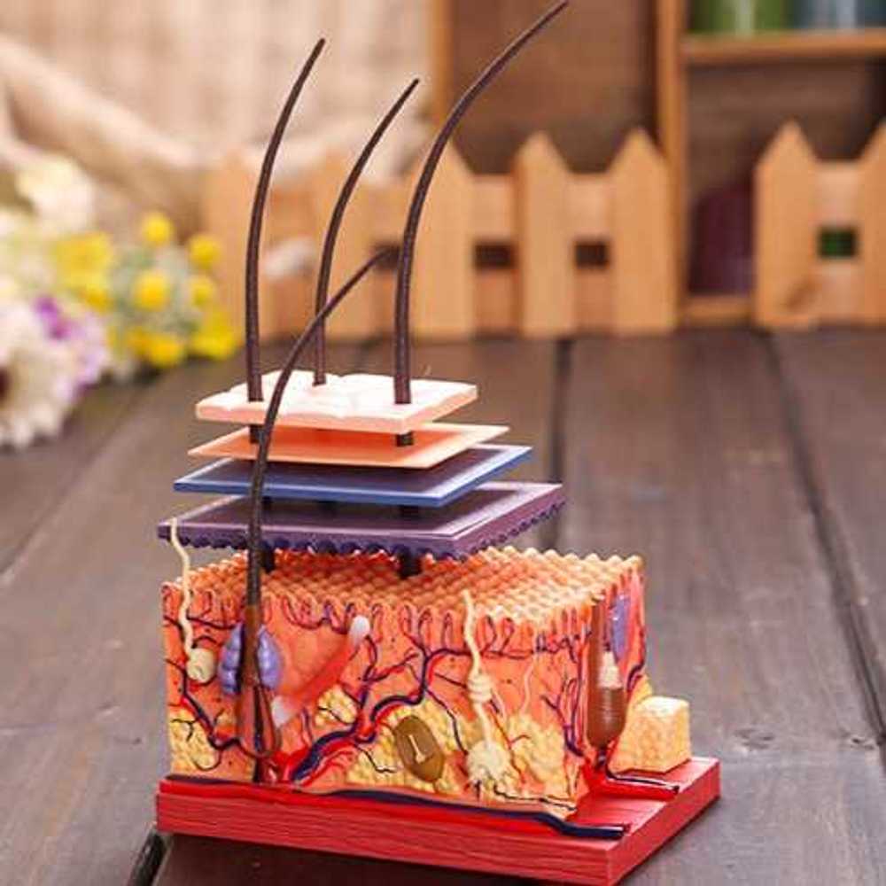 [해외] 두피 모발 모형 피부과 탈모센터 해부학 조직 단면