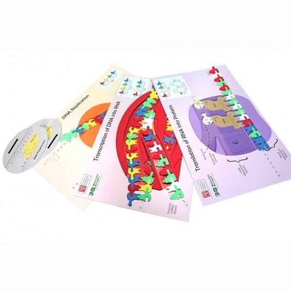 과학쌤이오 유전발생학 실험 유전정보의 흐름 Kit