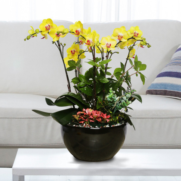 [오늘출발] 개업화분 서양란 금공주 검정원형 h-0475 영전 취임 승진 축하난 호접란