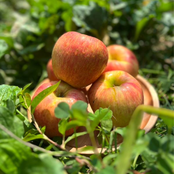 산지직송 사과 홍로사과 홍로 부사 시나노골드 5kg 25년 햇부사 소과(21~25과) 5kg - 노마진 판매가