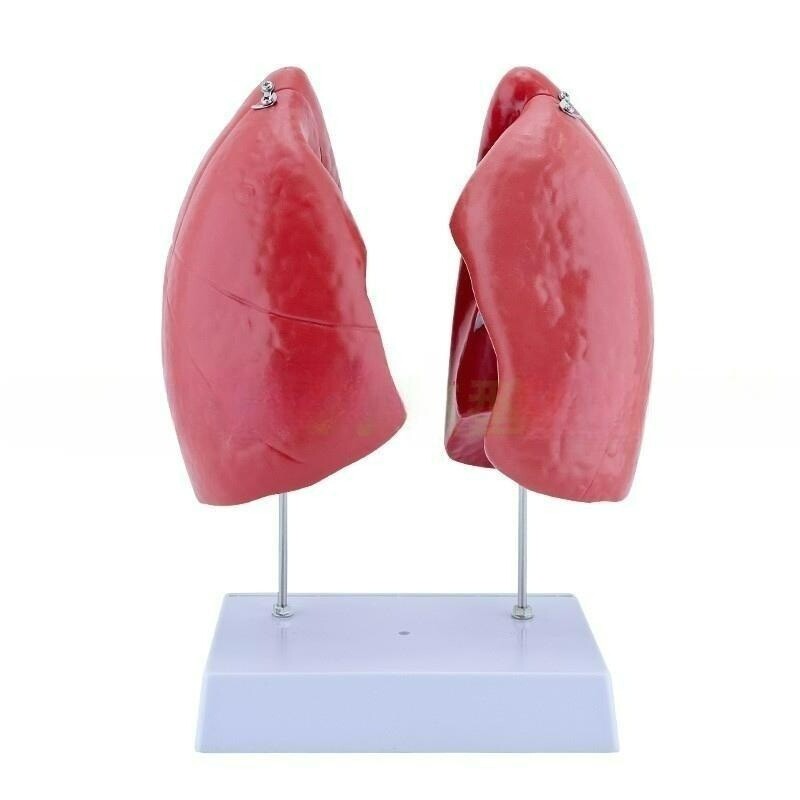 폐해부학 인체폐모형 인간 투명 장기 해부학 인체 교육 구조 모델 병원 폐모형